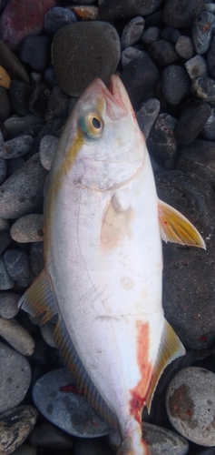 ショゴの釣果