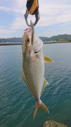 ショゴの釣果