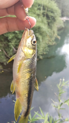 カワムツの釣果