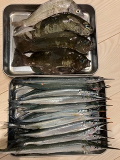 サヨリの釣果