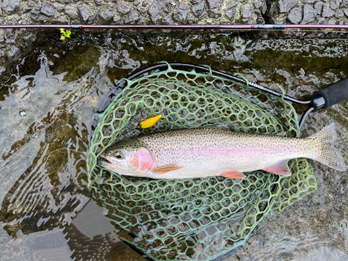 ニジマスの釣果