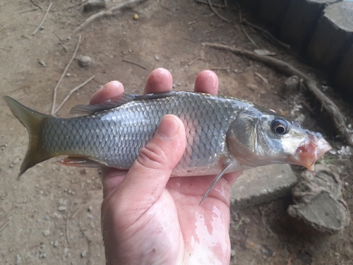 コイの釣果