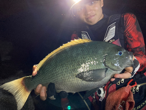 クチブトグレの釣果