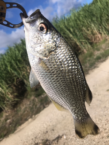 ジャングルパーチの釣果