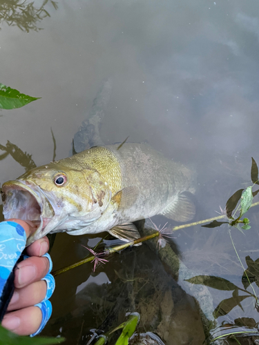 スモールマウスバスの釣果