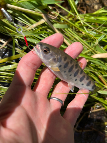 ヤマメの釣果