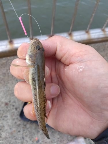 ハゼの釣果