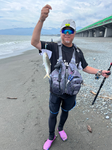 コノシロの釣果