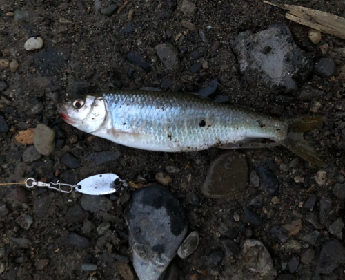 オイカワの釣果