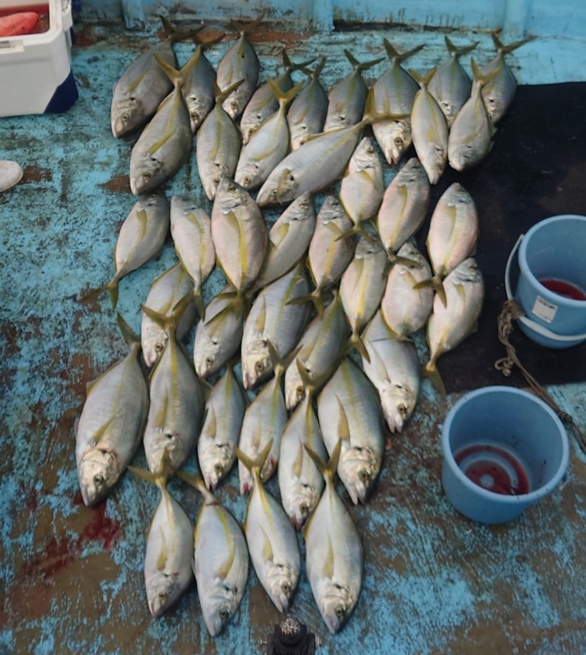 ウナギ釣り柱さんの釣果 3枚目の画像