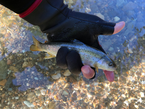 ブラウントラウトの釣果