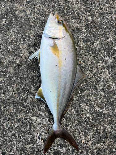 ショゴの釣果