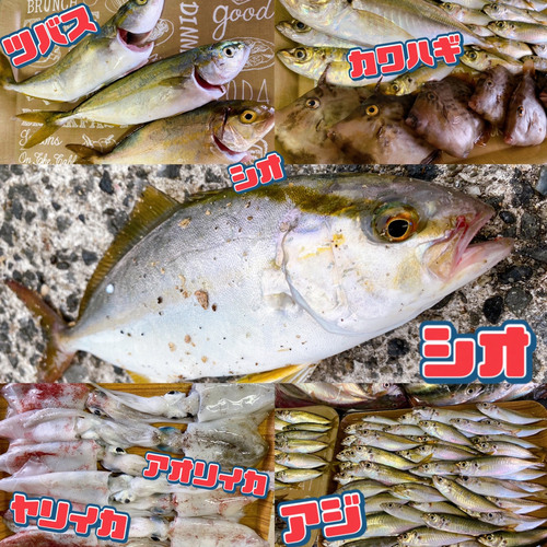 シオの釣果