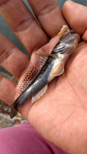 ハゼの釣果