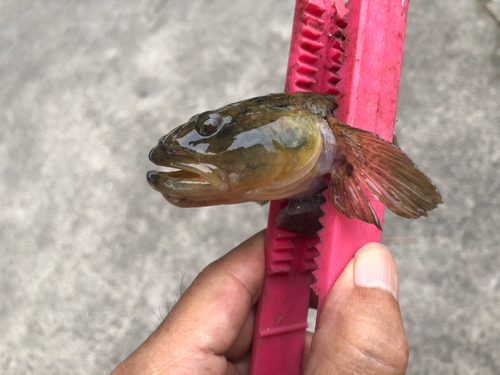 ウロハゼの釣果