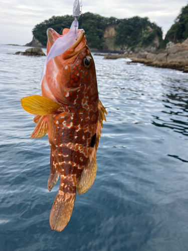 アカハタの釣果