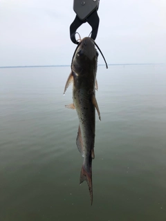 アメリカナマズの釣果