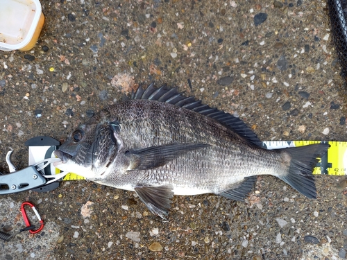 チヌの釣果