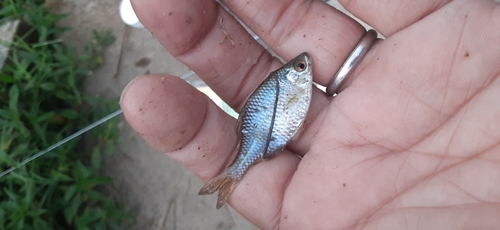 タイリクバラタナゴの釣果