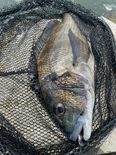 チヌの釣果