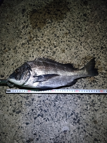 クロダイの釣果