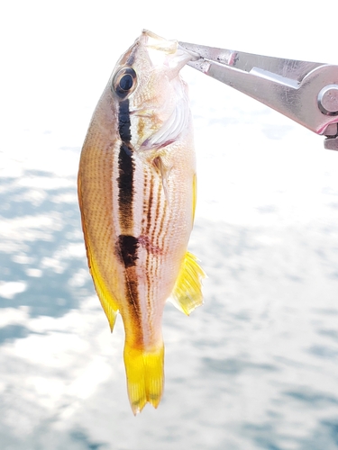 ベラの釣果