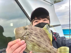 カワハギの釣果