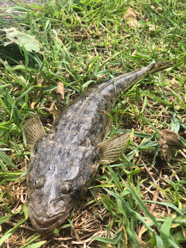 ミナミマゴチの釣果