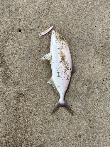 ショゴの釣果