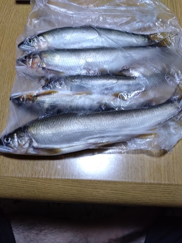 アユの釣果