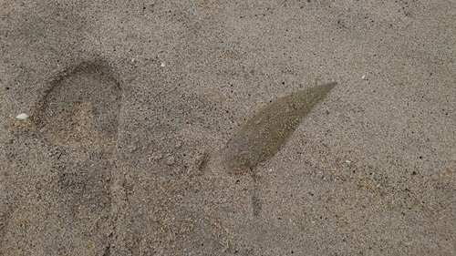 シタビラメの釣果