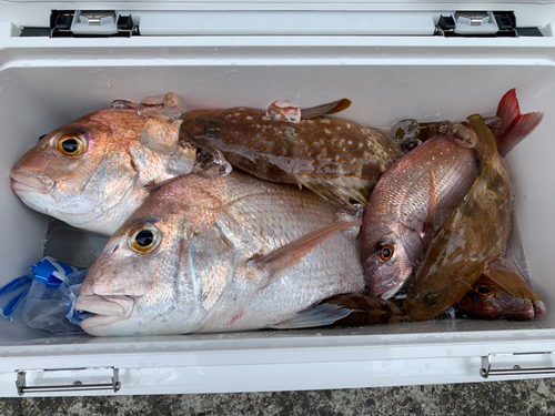 マダイの釣果