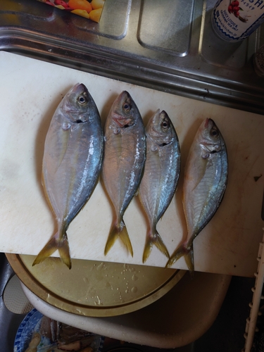 シマアジの釣果