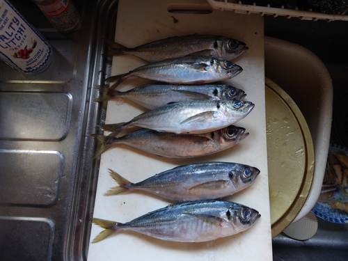 アジの釣果