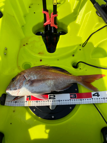 マダイの釣果