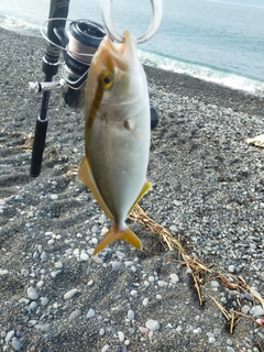 ショゴの釣果