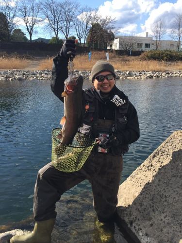 ニジマスの釣果