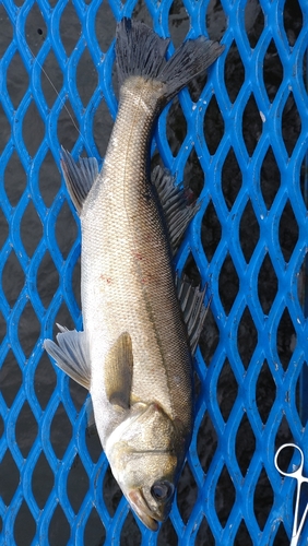 フッコ（マルスズキ）の釣果