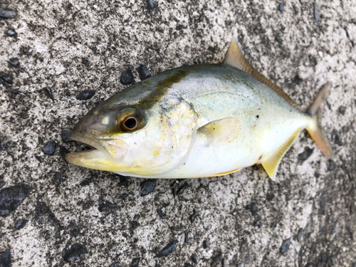 ショゴの釣果