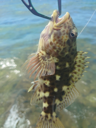 ベラの釣果