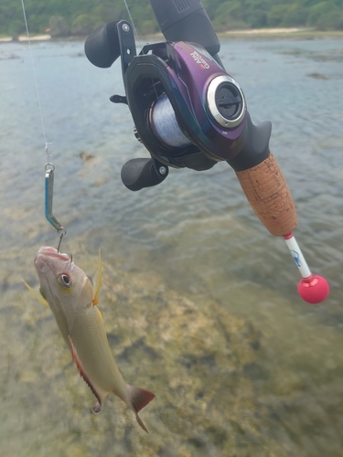 オキフエダイの釣果