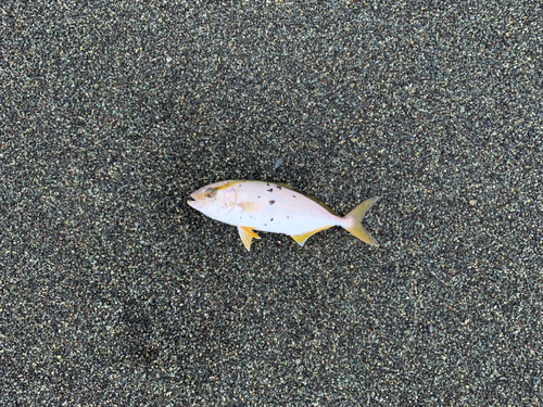 ショゴの釣果