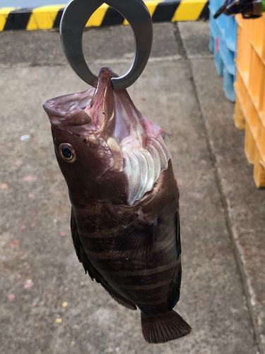 マハタの釣果