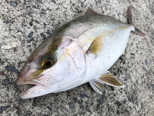 ショゴの釣果