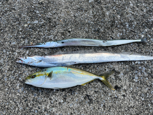 イナダの釣果