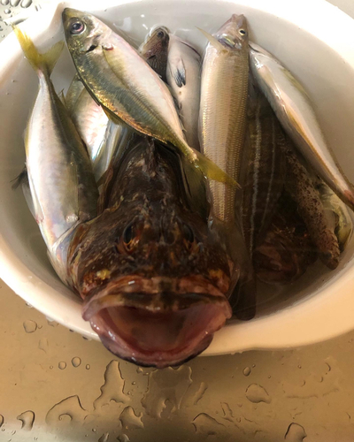 オニカサゴの釣果