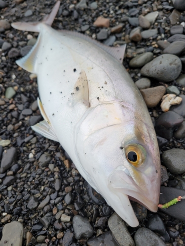 カンパチの釣果