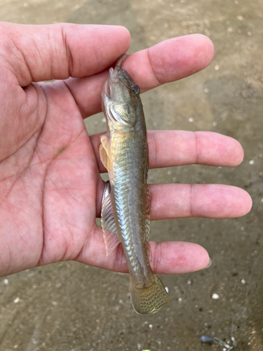 ハゼの釣果