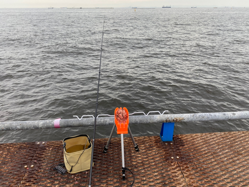 カタクチイワシの釣果