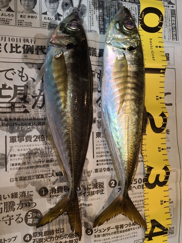 アジの釣果